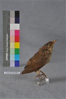 藏品(短翅樹鶯)的圖片